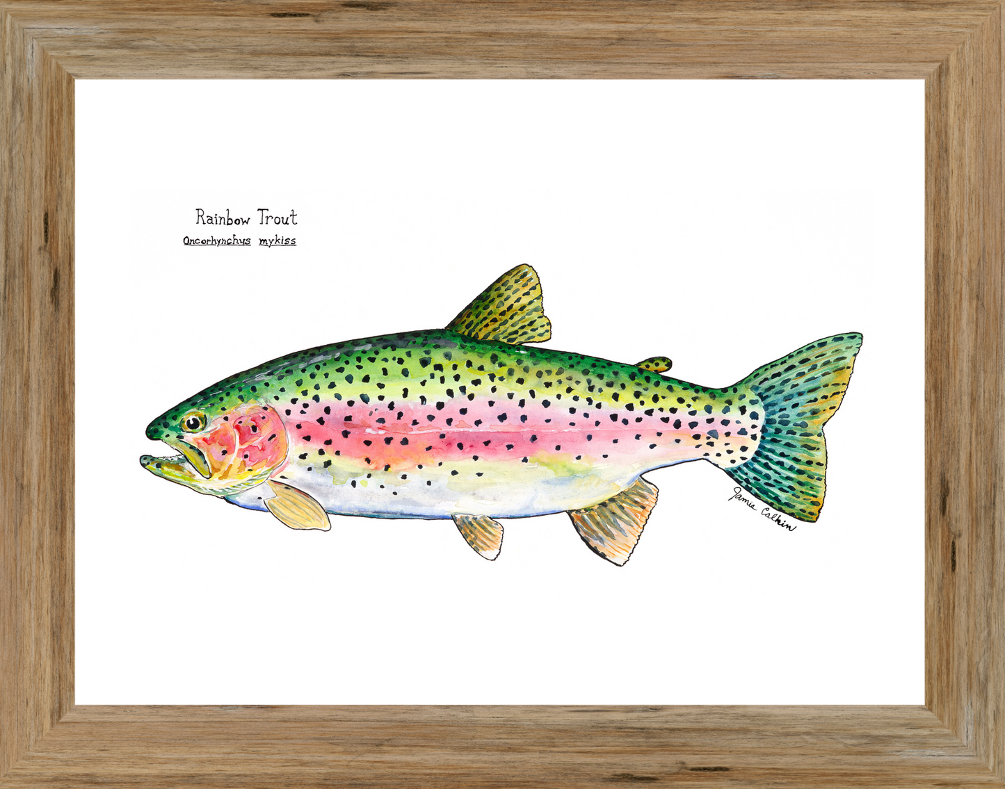 Rainbow Trout