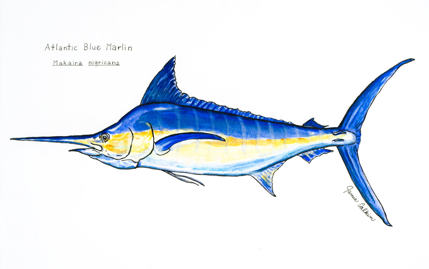 Atlantic Blue Marlin