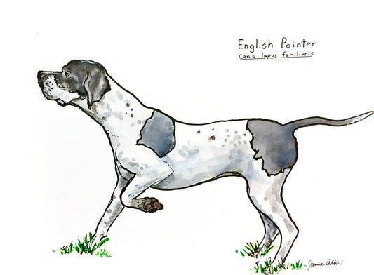 English Pointer