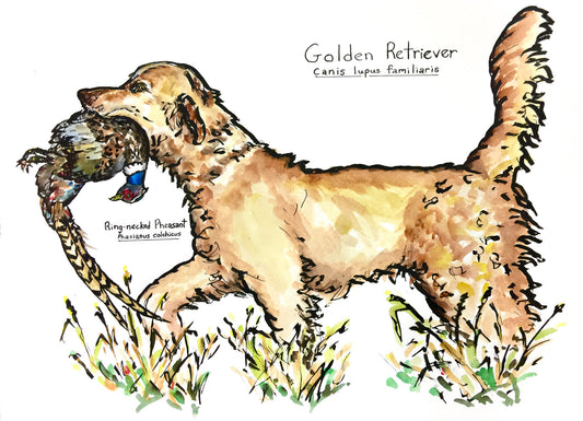 Golden Retriever #2