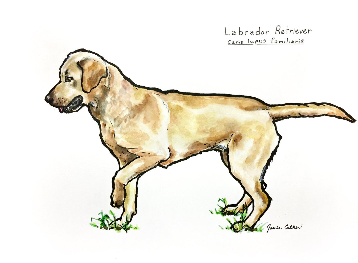 Labrador Retriever