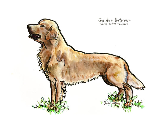 Golden Retriever #1