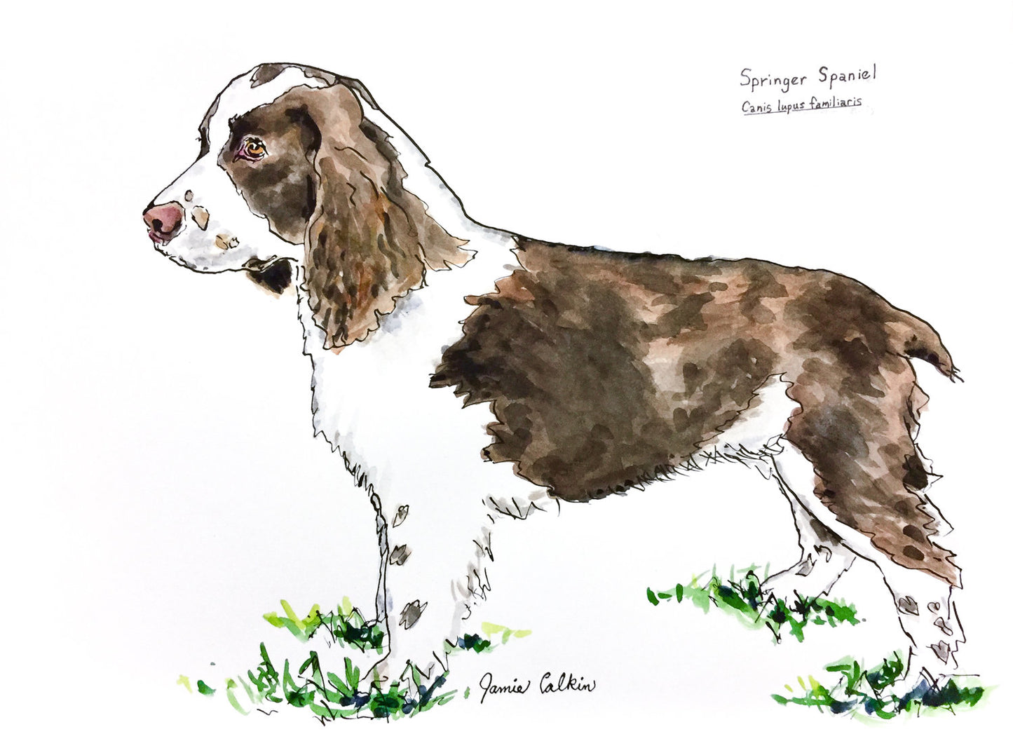 Springer Spaniel