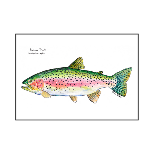 Rainbow Trout