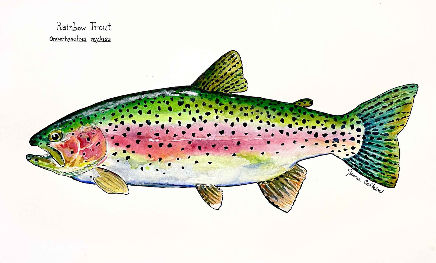 Rainbow Trout