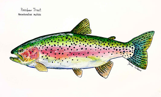 Rainbow Trout