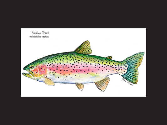 Rainbow Trout