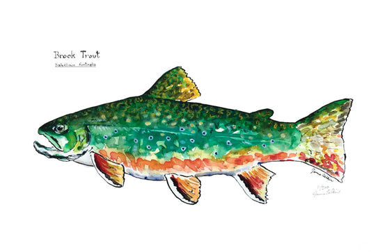 Brook Trout