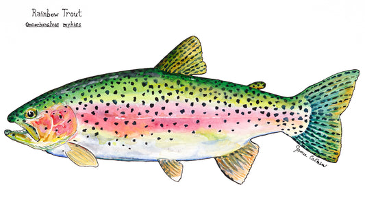 Rainbow Trout